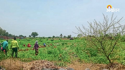 Indapur farmers waiting for monsoon rains
