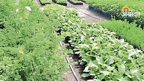 Tree Plantation