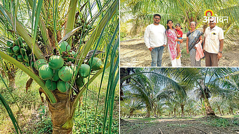 Sangli farmer coconut orchard success