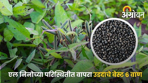 Improved Urid Varieties Recommended For Maharashtra,