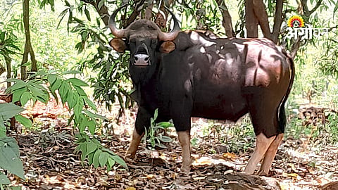 Bison Gaur Crop Damage