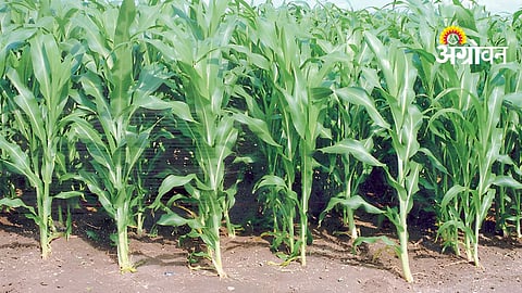 Fertilizer Use Efficiency
