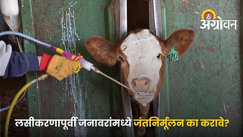 Benefits Of Deworming Animals Before Vaccination