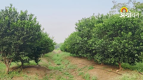 Orange Cultivation