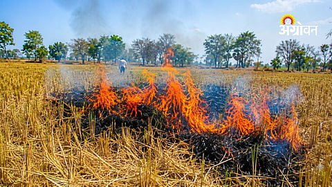 25 acres paddy crop damaged by power supply issues