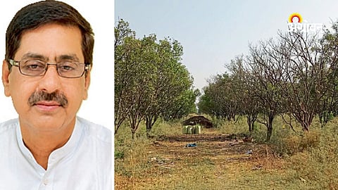 Orange Orchard Success Story