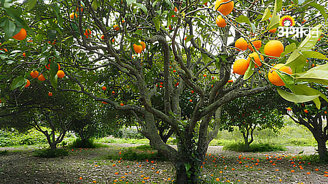 Orange Orchard Water Management