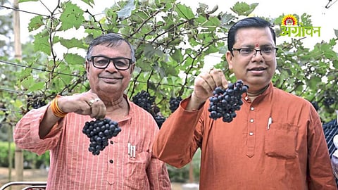 Grape production success story in Assam and Meghalaya