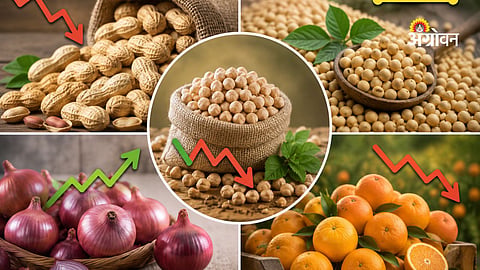 Maharashtra agriculture market update