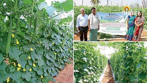 High yielding ridge gourd cultivation in India