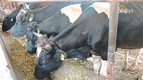 Fodder Planning For Dairy Animals During Drought