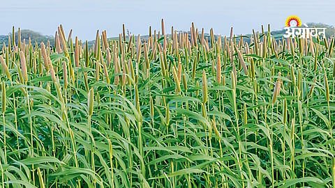 Bajra Sowing