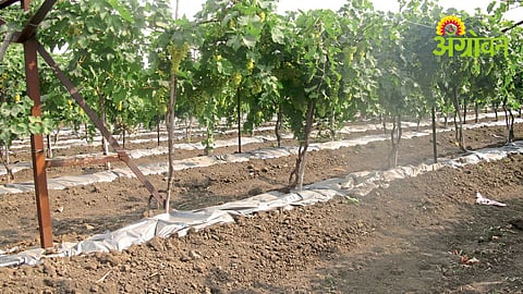 Water Saving Strategies