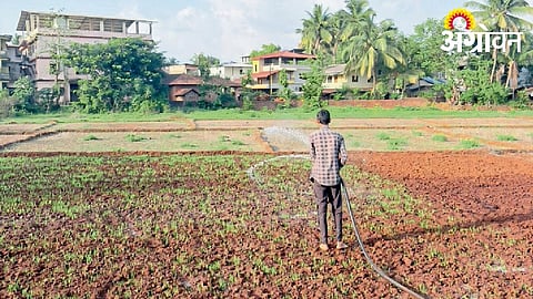 Lack of Rain Threatens Paddy Crop in Sindhudurg
