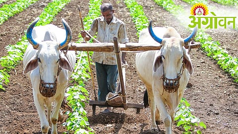 Crop Loan Applications Rise, Disbursement Remains Slow
