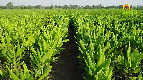Turmeric Cultivation Issue