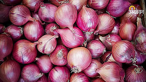 Onion Arrivals Drop to 97 Trucks in Solapur Market