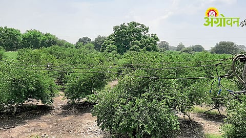Lemon Orchard Management
