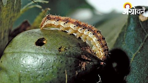 Pink Bollworm May Reduce Cotton Area