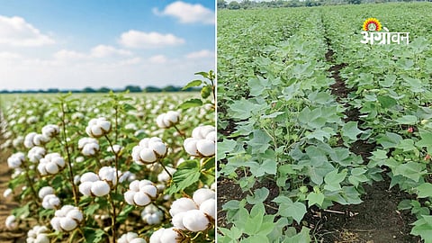 Cotton variety selection guide for farmers