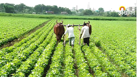 Crop Competition