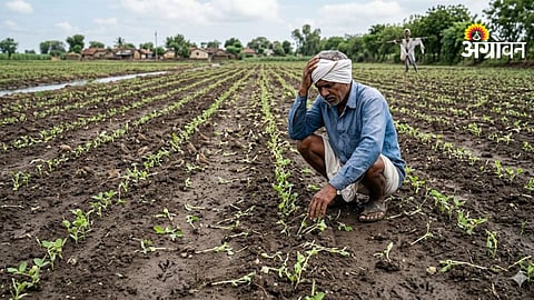 Bird Menace Crops