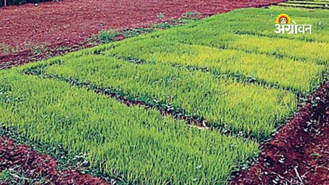 rice nursery crisis due to rainfall shortage