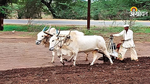 Kharif Sowing Slow