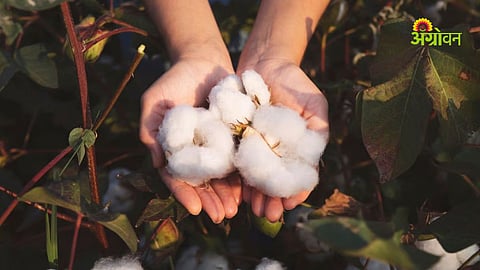North India cotton cultivation latest update