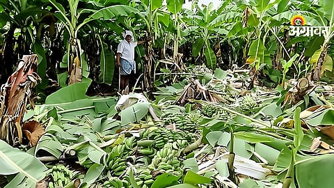 Wild Animal Crops Damage
