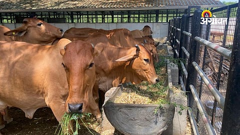 Maharashtra cattle development initiative