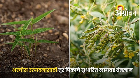 Complete Guide To Pigeon Pea Sowing And Nutrient Management