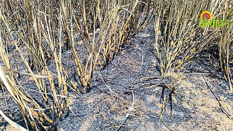 Sugarcane Crop Fire