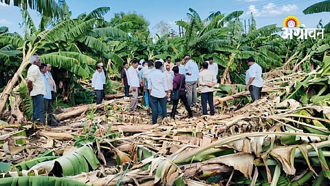 Banana Crop Damage