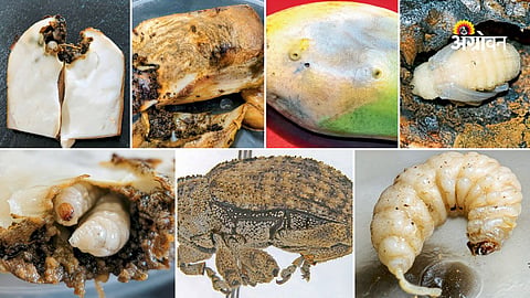 Seed weevil infestation in mango orchards