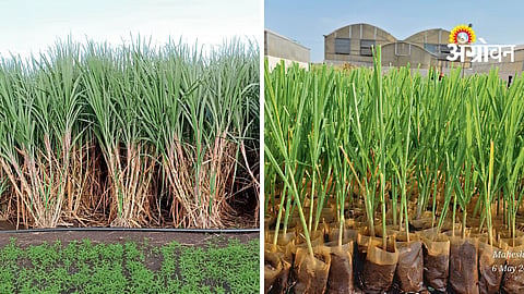Sugarcane Seed Treatment