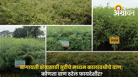Top 7 Recommended Pigeon Pea Varieties For Higher Yield