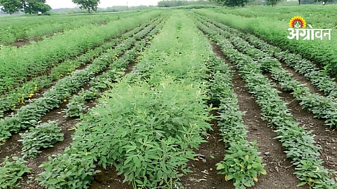 Intercropping Systems
