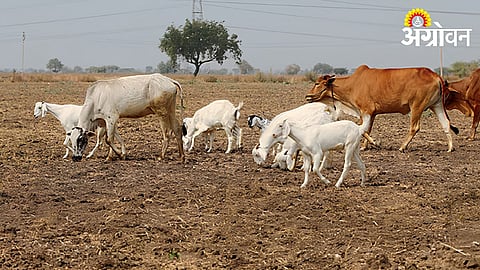 Fodder Shortage