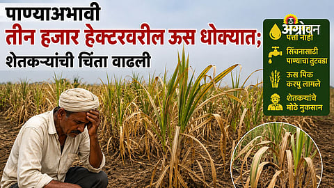 3000 hectares sugarcane under threat