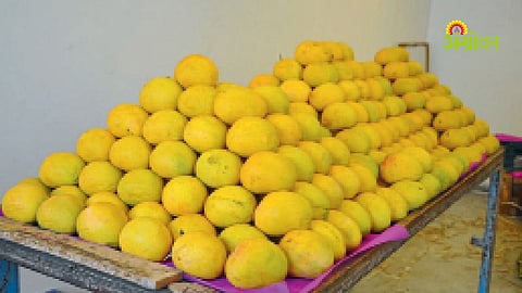 Global demand for Indian mangoes