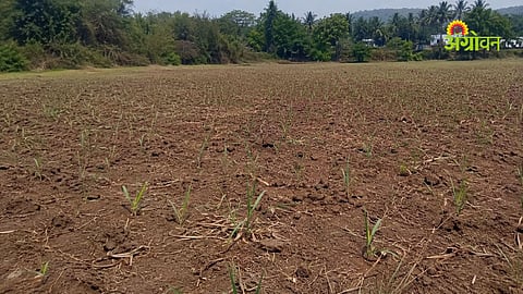 Re-sowing crisis in Sindhudurg due to lack of rain