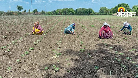 Cotton Sowing