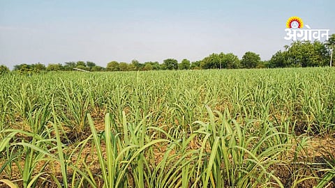 Sugarcane Crop Management