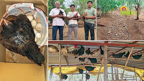 Poultry farming success in Kolhapur district
