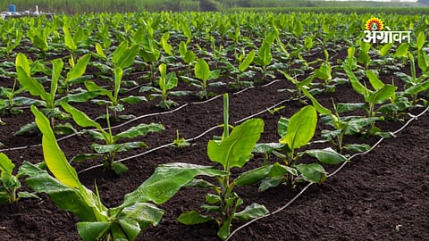 Quality banana rhizomes shortage in Khandesh