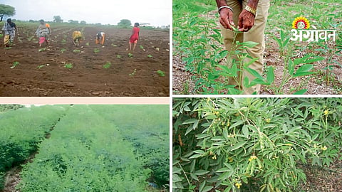 Tur Cultivation Technology
