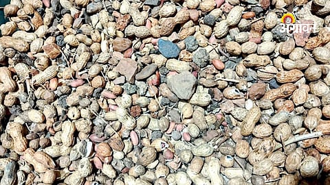 Poor germination of groundnut seeds in Maharashtra