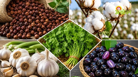 Daily crop price update Maharashtra