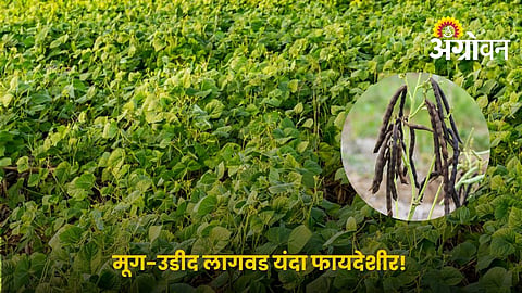 Mung And Urid Cultivation Guide